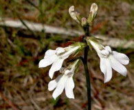 Lobelia paludosa