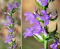 Lobelia puberula