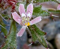 Loeseliastrum matthewsii