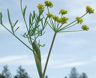 Lomatium ambiguum