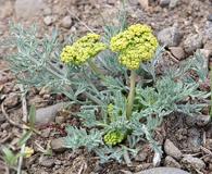 Lomatium austiniae