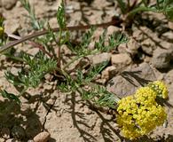 Lomatium bicolor