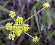 Lomatium bradshawii