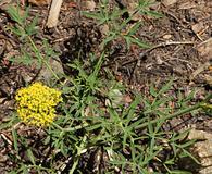 Lomatium brandegeei