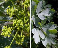 Lomatium californicum