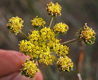 Lomatium caruifolium