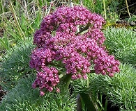 Lomatium columbianum