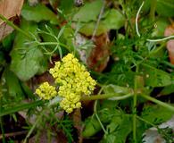 Lomatium cookii