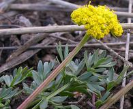 Lomatium cous