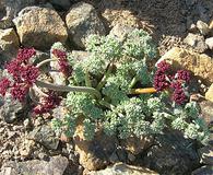 Lomatium cuspidatum