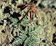 Lomatium erythrocarpum