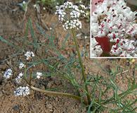 Lomatium geyeri