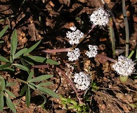 Lomatium gormanii