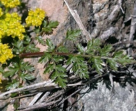 Lomatium hallii