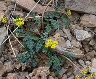 Lomatium hendersonii