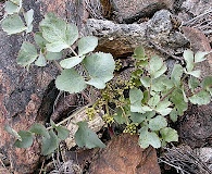 Lomatium howellii