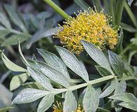 Lomatium latilobum