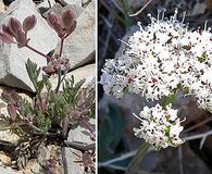 Lomatium nevadense