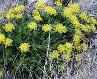 Lomatium nuttallii