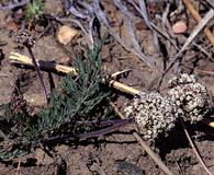 Lomatium orientale