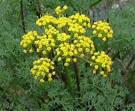 Lomatium papilioniferum