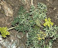 Lomatium parvifolium