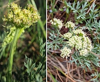 Lomatium peckianum