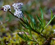 Lomatium piperi