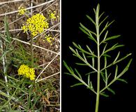 Lomatium rollinsii