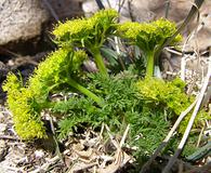 Lomatium scabrum