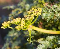 Lomatium serpentinum