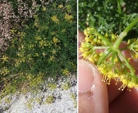 Lomatium torreyi