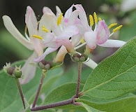 Lonicera X bella