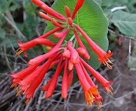 Lonicera arizonica