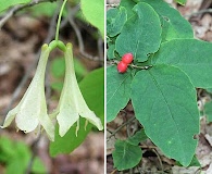 Lonicera canadensis