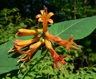 Lonicera ciliosa