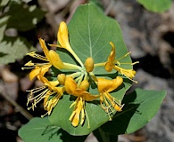 Lonicera flava