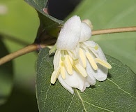 Lonicera fragrantissima