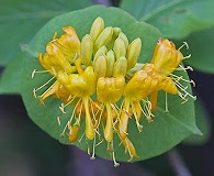 Lonicera hirsuta