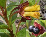 Lonicera involucrata