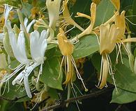 Lonicera japonica