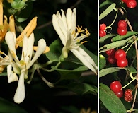 Lonicera morrowii