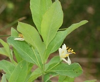 Lonicera oblongifolia