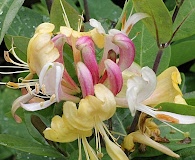 Lonicera periclymenum