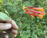 Lonicera pilosa