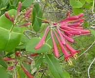 Lonicera sempervirens