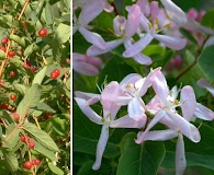 Lonicera tatarica