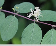 Lonicera xylosteum