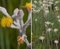 Lophiola aurea