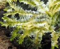 Lophocolea bidentata